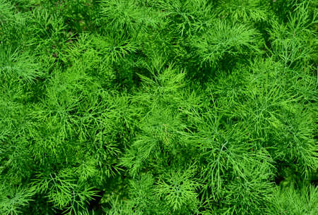 Dill textured background. Anethum graveolens or Dill are used as a herb or spice for flavoring food.の写真素材