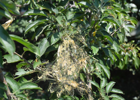 Identify and Control Tent Caterpillars. Close up on tent caterpillars nets on fruit tree.の写真素材