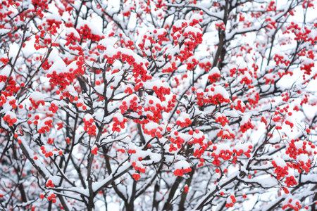 Rowan in the snow. Sorbus aucuparia, commonly called red rowan coverd snow in winter. Rowan snow...