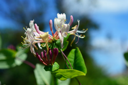 Lonicera caprifolium, the Italian woodbine, goat-leaf honeysuckle, perfoliate honeysuckle, Italian honeysuckle, or perfoliate woodbine blooming in the garden.の写真素材