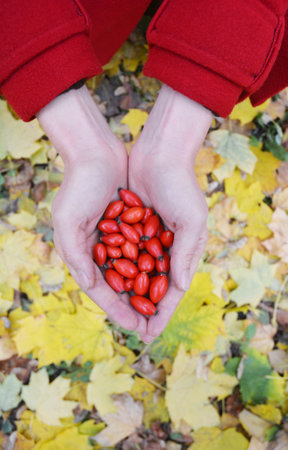 Rose hips are high in vitamin C, are edible raw, and occasionally made into jam, jelly, marmalade, and soup, or are brewed for tea Rose Hip - Uses, Side Effects Concept.の写真素材