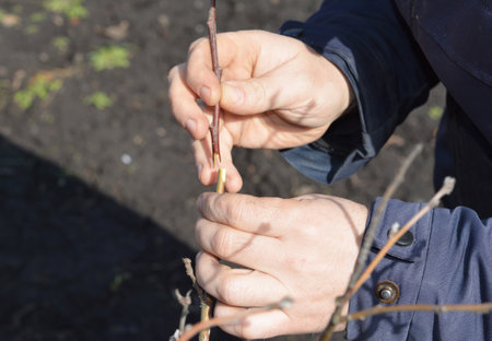 Gardener grafting fruit apple tree close up. Grafting tree branches.の写真素材