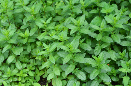 Peppermint (Mentha piperita) plants textured background top view. Fresh leaves green of peppermint....