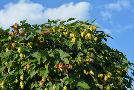 Hop plant with hop cones grow on the stem of the plant. The hop plant Humulus lupulus harvest.