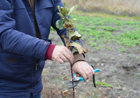 Gardener is cutting off the top of a newly planted tree with pruning shears for better future...