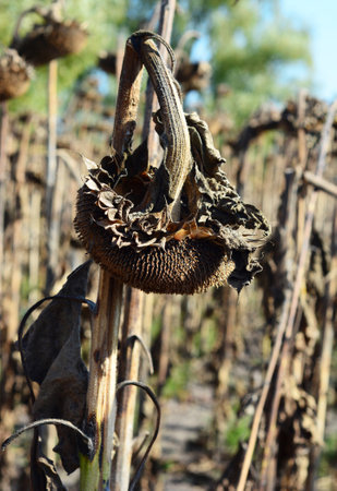 Dry sunflower head against sunflower field ready for harvestingの写真素材