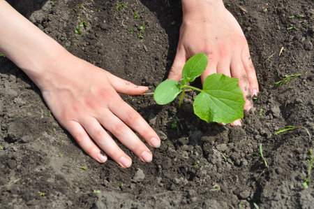 Growing cucumbers: A gardener is transplanting a cucumber seedling into soil in the vegetable garden in spring.の写真素材