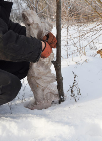 Rabbit tree damage protection. A gardener is wrapping a spunbond material around a young fruit tree, sapling to protect it from hares, rabbits and other rodents who damage fruit tree bark in winter.の写真素材