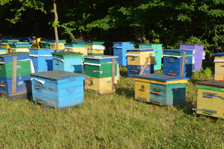 Beehives farming. Colorful honey bee beehives farm.の写真素材