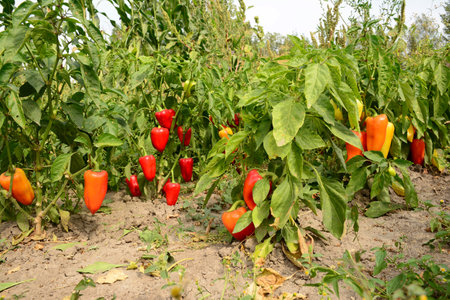 Planting, Growing and Harvesting Sweet Bell Pepper Plantの写真素材