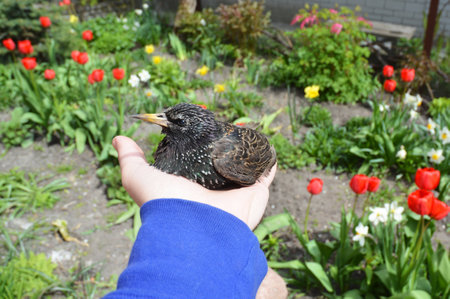 Holding a small starling bird in the hand with a beautiful flowerbed with blooming tulips and daffodils in the background.の写真素材