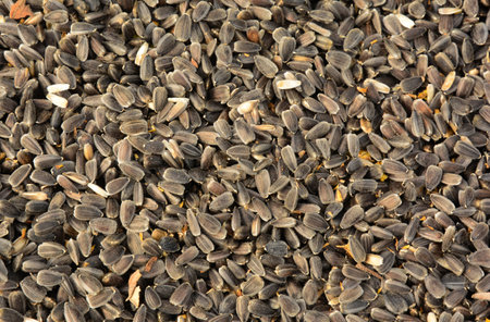 Sunflower Seeds Texture Background. Sunflower Seeds Harvest Dryの写真素材