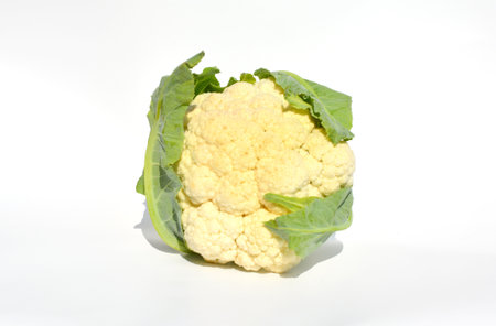 Mature cauliflower head isolated on white background harvested in the vegetable garden in autumn.の写真素材