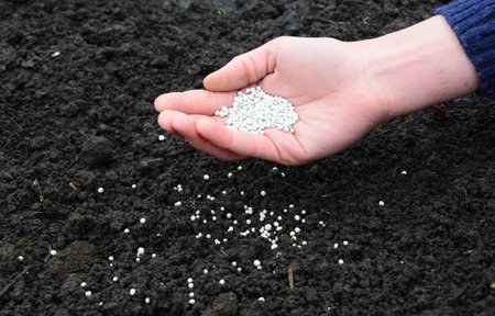A farmer is adding mineral fertilizers into the soil to replenish minerals and get higher crop yields.の写真素材