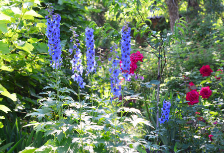 Blue delphinium blooming with sturdy flower spikes in the flowerbed with red roses in the background in summer.の写真素材