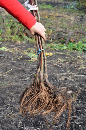A close-up of bare root fruit trees ready for planting in early spring. Gardener holding new fruit trees for planting in garden.の写真素材
