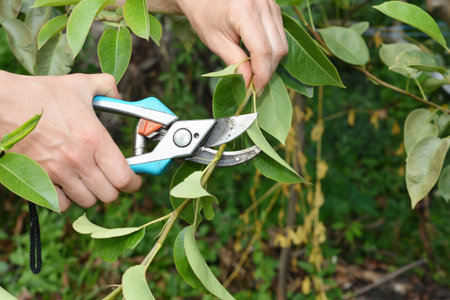 Gardener pruning pear tree branch in summer. Close up on summer fruit tree pruning.の写真素材