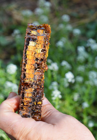 Bee pollen, also known as bee bread and ambrosia, is a ball or pellet of field-gathered flower...