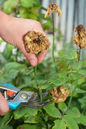 Deadheading roses flowers. Gardener cut old roses flowersの写真素材