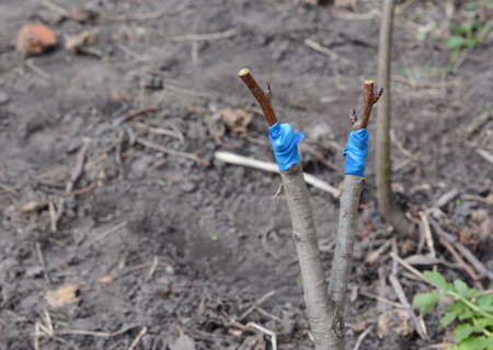 Grafted pear tree.