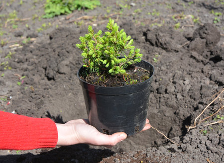 Plant, Grow, and Care for Dwarf Alberta Spruce Tree.Transplanting 'Conica' is best during spring or fall.の写真素材
