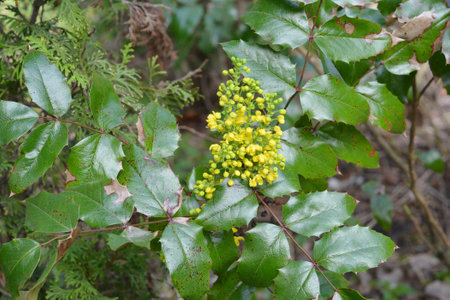 Oregon Grape or Mahonia aquifolium yellow flowers in early spring garden.の写真素材
