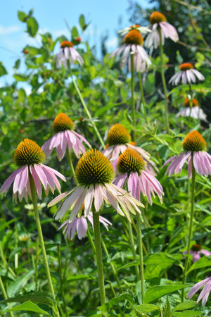 Echinacea blooming in summer against a blue sky.の写真素材