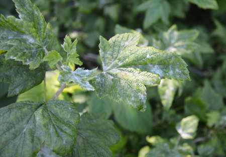 Black current diseases. Mildew often affects blackcurrant bushes and it is normally preventable. The signs are a greyish powder which can appear on the leavesの写真素材