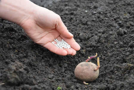Gardener hand holding mineral fertilizers while planting potatoes in home vegetable gardenの写真素材