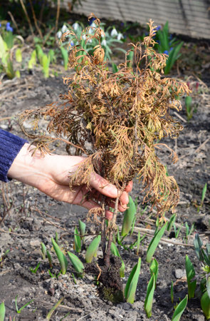 A gardener holds a dried thuja sapling with yellow needles and roots in his hand.の写真素材