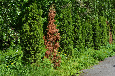 Withered thuja. Green fence hedge from green thuja trees with withered thuja.の写真素材