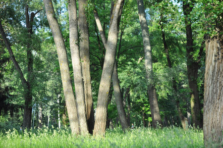 Beautiful forest glade with trees, grass and copy space in sun lightの写真素材