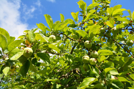 Unripe green apples on apple tree in summerの写真素材