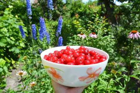 Gardener hold in hand bowl with ripe cherries harvest on a flower bed background.の写真素材