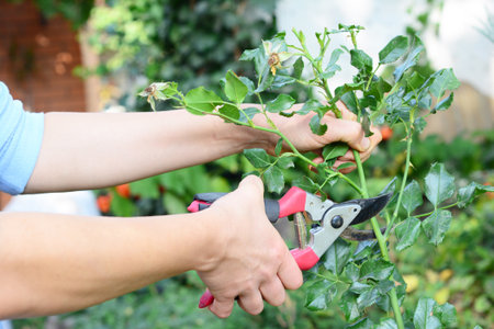 Deadheading rose bush in autumn. Gardener cut roses top before cold autumn weather.の写真素材