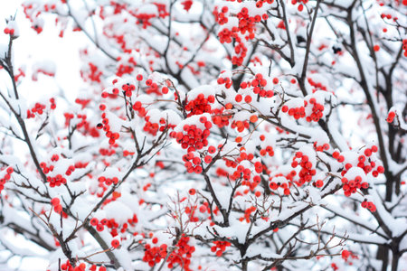 Snow Covered Rowan Berries on Tree Branches in Winter Christmas Backgroundの写真素材