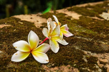 Three flower on the ground