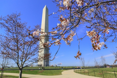 Washington Monument  with Cherry Blossomの写真素材