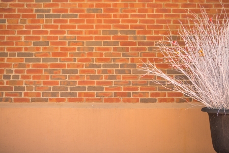 Brushwood with wall brick backgroundの写真素材