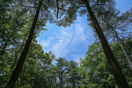Trees hole in heart shape