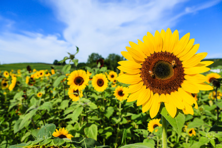 Sunflower field with blue skyの写真素材