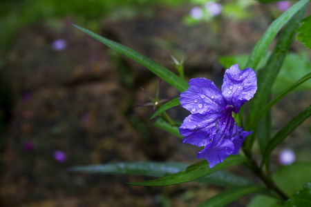 Natural flower in the garden の写真素材