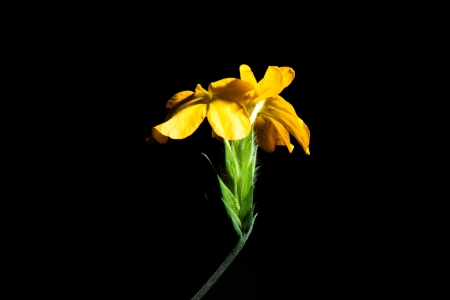 Closeup of yellow flower on black backgroundの写真素材