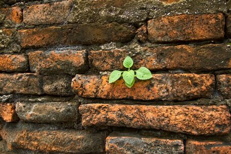 Small plant growing on an old brick wall.の写真素材