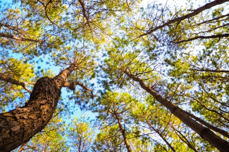 pine forest の写真素材