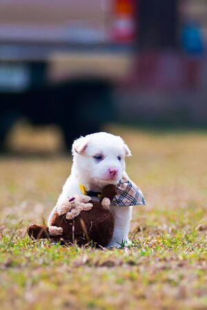 white Puppy In A Green Field の写真素材