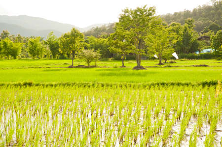 Green rice fields in Thailandの写真素材