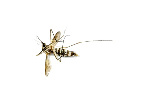 dead mosquito on isolated whited backgroundの写真素材