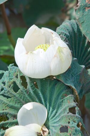 White Lotus in the Riverの写真素材