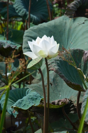 White Lotus in the Riverの写真素材